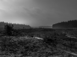 IMGP9765-Afbraendt hede